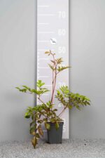 Astilbe 'Brautschleier'