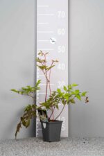 Astilbe 'Brautschleier' - Afbeelding 3