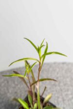 Buphtalmum salicifolium - Afbeelding 2
