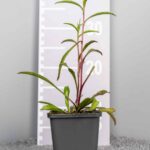 Buphtalmum salicifolium