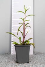 Buphtalmum salicifolium
