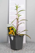 Buphtalmum salicifolium - Afbeelding 3