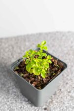 Calamintha nepeta subsp. Nepeta - Afbeelding 2