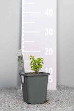 Calamintha nepeta subsp. Nepeta - Afbeelding 3