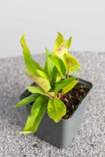 Campanula glomerata 'Acaulis' - Afbeelding 2