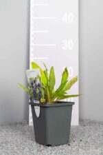 Campanula glomerata 'Acaulis' - Afbeelding 3