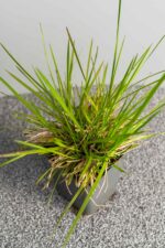 Deschampsia cespitosa 'Goldtau' - Afbeelding 2