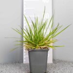 Deschampsia cespitosa 'Goldtau'