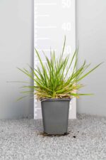 Deschampsia cespitosa 'Goldtau'