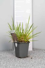 Deschampsia cespitosa 'Goldtau' - Afbeelding 3