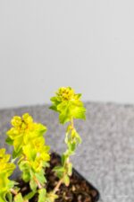Euphorbia polychroma - Afbeelding 2