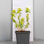 Euphorbia polychroma
