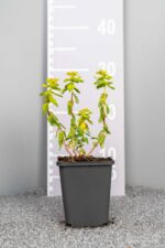 Euphorbia polychroma