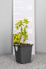 Euphorbia polychroma - Afbeelding 3