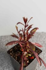 Gaura lindheimeri 'Siskiyou Pink' - Afbeelding 2