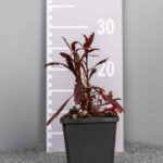 Gaura lindheimeri 'Siskiyou Pink'