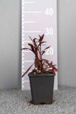 Gaura lindheimeri 'Siskiyou Pink'