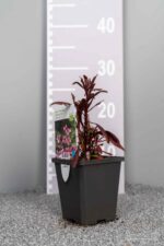 Gaura lindheimeri 'Siskiyou Pink' - Afbeelding 3