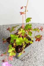 Geranium x cantabrigiense 'Karmina' - Afbeelding 2