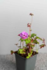 Geranium x cantabrigiense 'Karmina' - Afbeelding 4