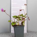 Geranium x cantabrigiense 'Karmina'