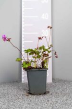 Geranium x cantabrigiense 'Karmina'