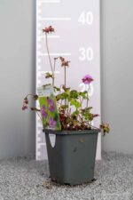 Geranium x cantabrigiense 'Karmina' - Afbeelding 3