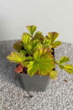 Geum coccineum 'Borisii' - Afbeelding 2