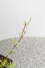 Gypsophilla 'Rosenschleier' - Afbeelding 4
