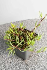 Gypsophilla 'Rosenschleier' - Afbeelding 2
