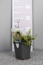 Gypsophilla 'Rosenschleier' - Afbeelding 3