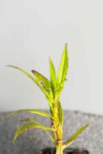 Helenium 'Rubinzwerg' - Afbeelding 2