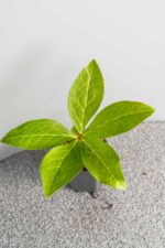 Helleborus orientalis - Afbeelding 2