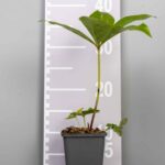 Helleborus orientalis
