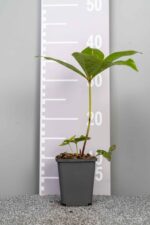 Helleborus orientalis