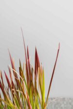 Imperata cylindrica 'Red Baron' - Afbeelding 2