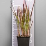 Imperata cylindrica 'Red Baron'