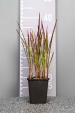 Imperata cylindrica 'Red Baron'