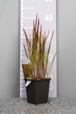 Imperata cylindrica 'Red Baron' - Afbeelding 3