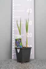 Iris siberica 'Blue King' - Afbeelding 3