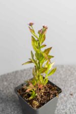 Kalimeris incisa 'Blue Star' - Afbeelding 2