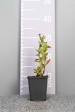 Kalimeris incisa 'Blue Star'