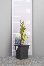 Kalimeris incisa 'Blue Star' - Afbeelding 3