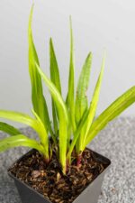 Liatris spicata - Afbeelding 2