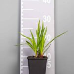 Liatris spicata