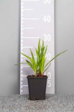 Liatris spicata