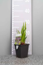 Liatris spicata - Afbeelding 3