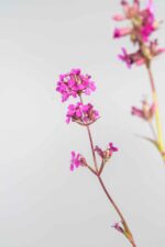 Lychnis viscaria 'Splendens' - Afbeelding 4