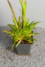 Lychnis viscaria 'Splendens' - Afbeelding 2