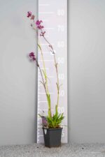 Lychnis viscaria 'Splendens' - Afbeelding 3